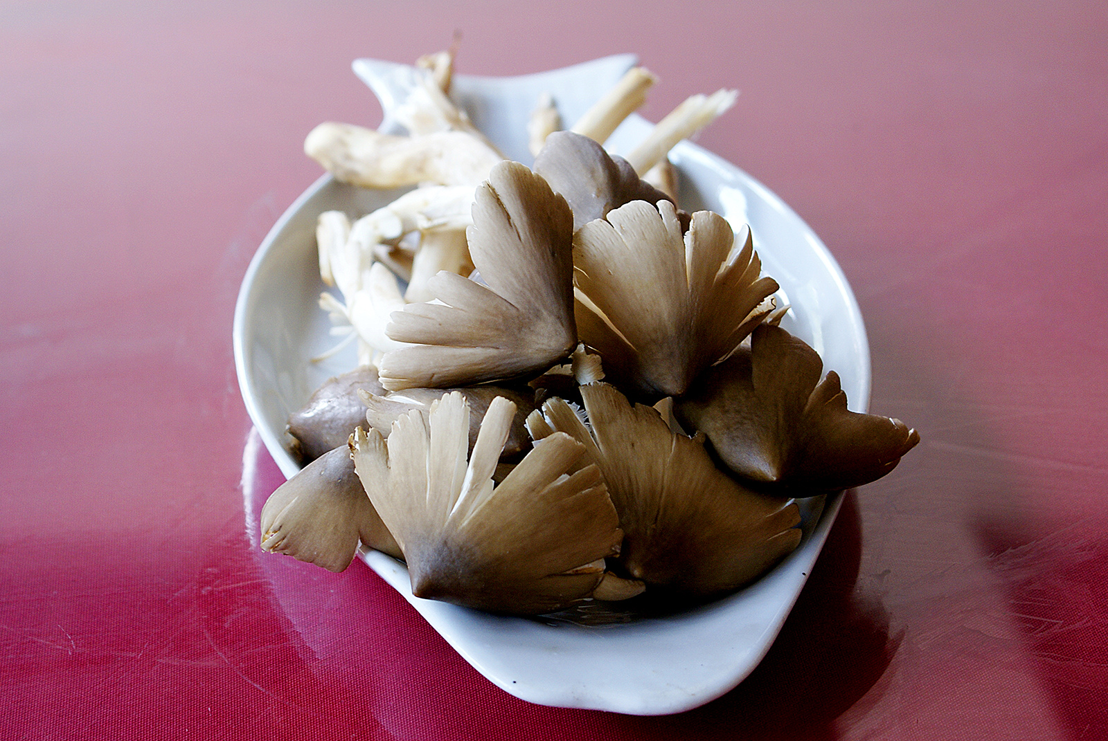 野生鸡枞