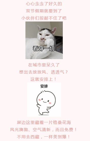 太美！屏边格桑花海C位出道，苗城颜值新担当